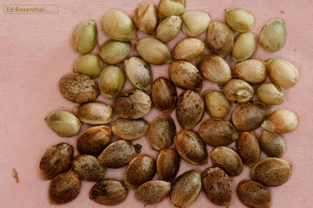 Cannabis seeds.