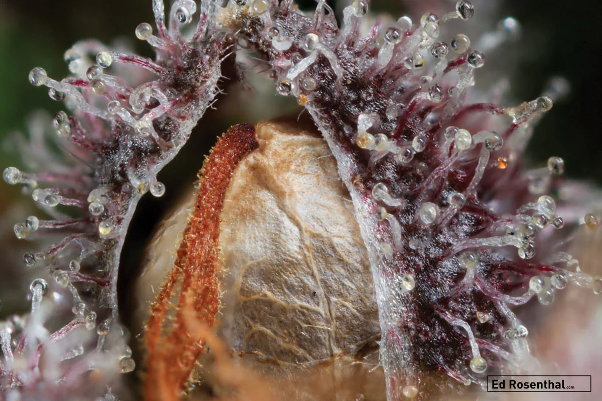 Cannabis seed by Dynasty Seeds