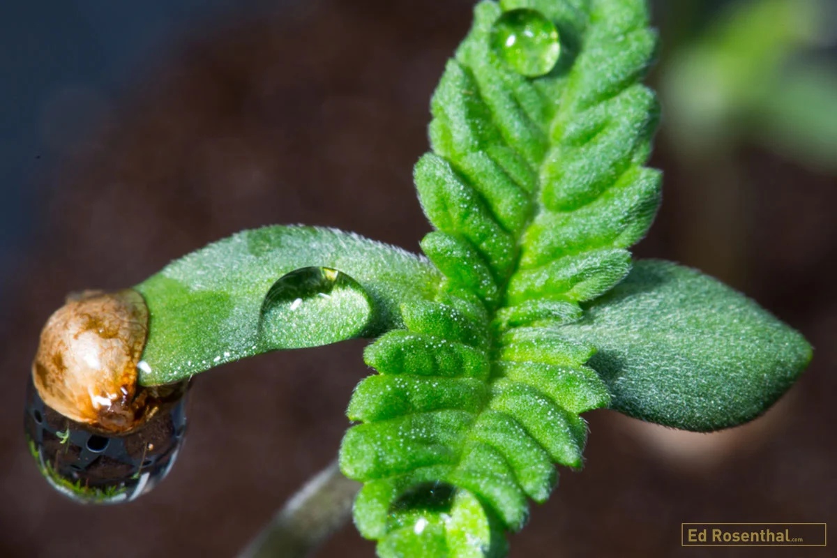 Seedling by Dynasty Seeds
