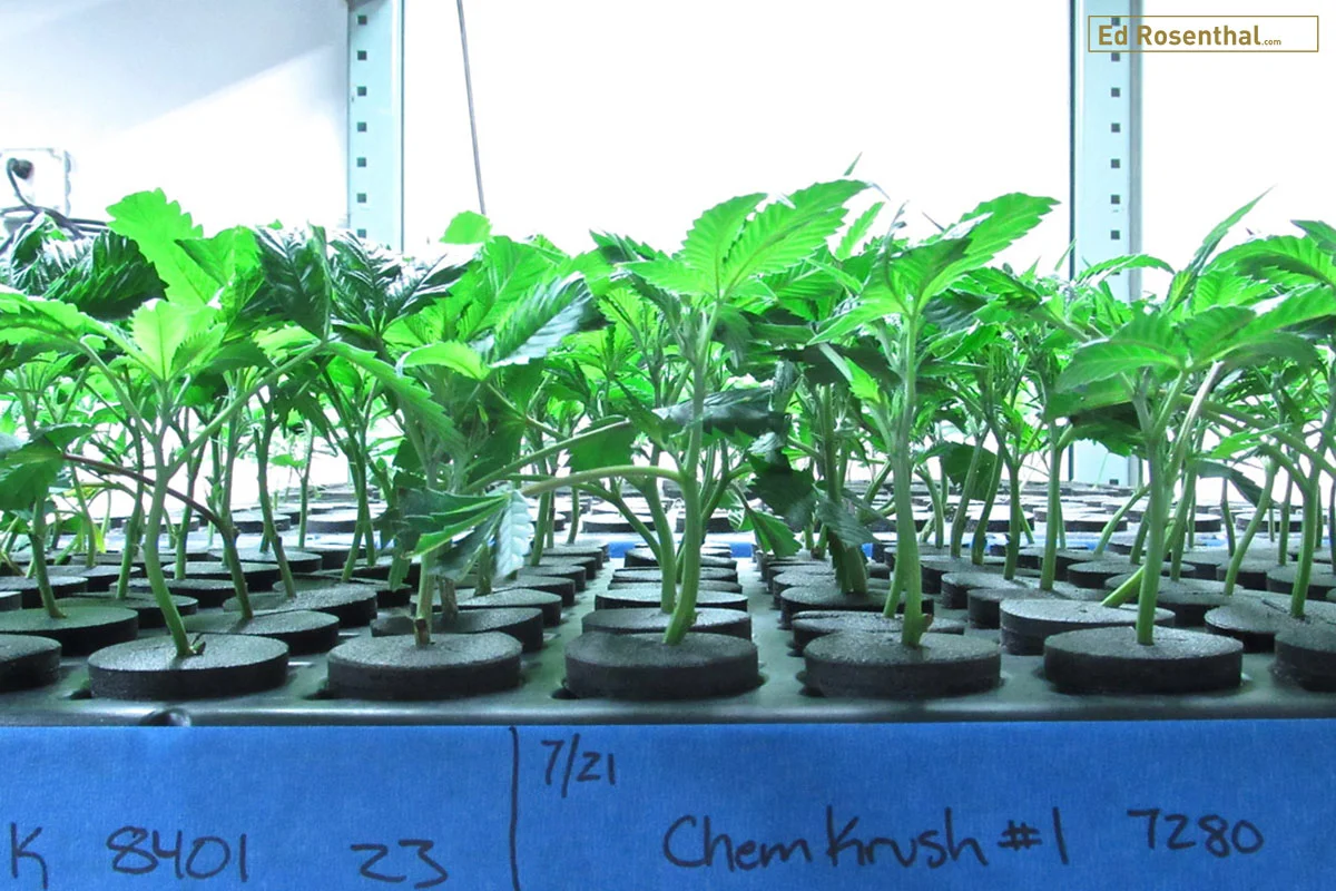Marijuana clones