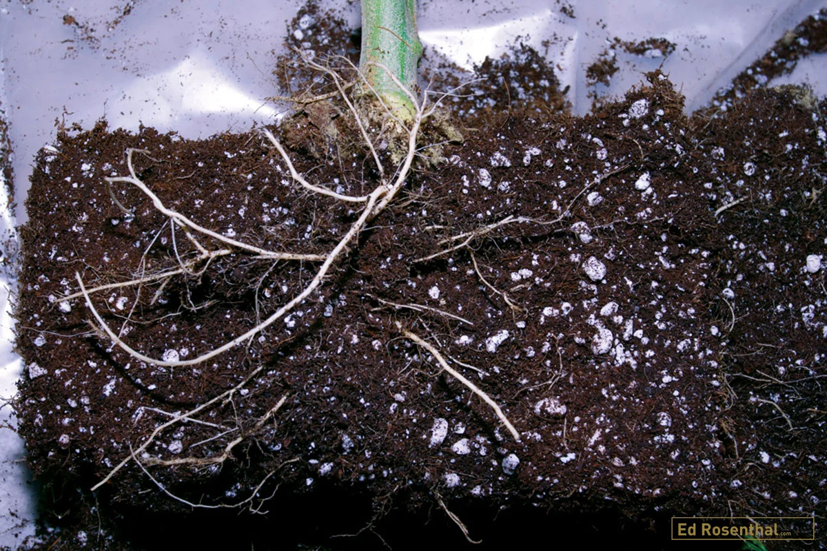 This stem was taken from a clone that was grown for three months in a container. It shows growth of lateral roots but no dominant taproot.