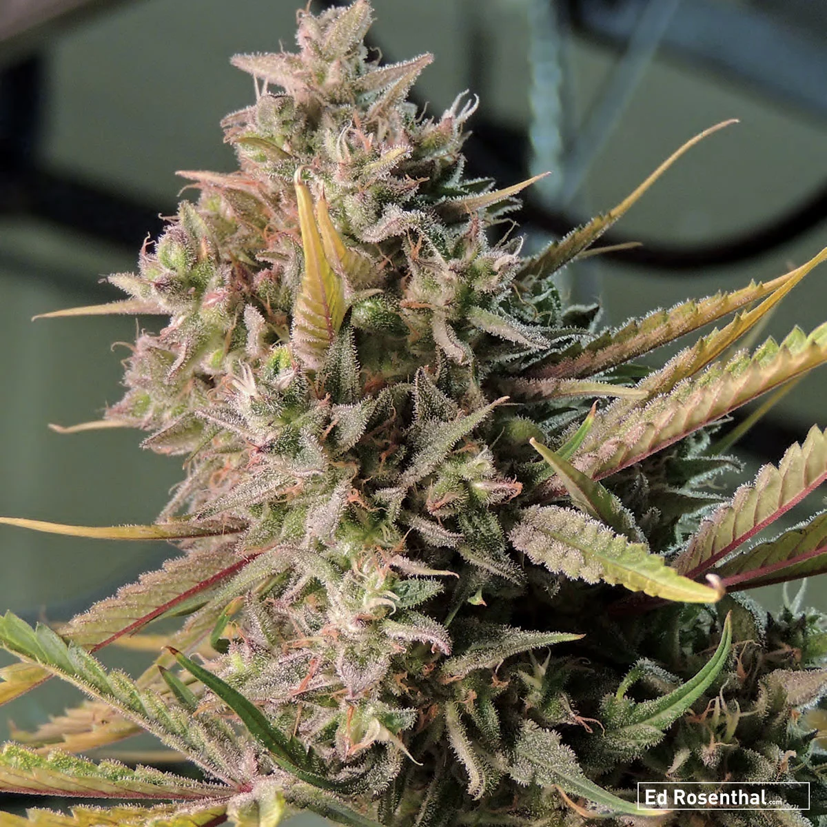 Greenthumb Seeds of Canada - 90 I /10 S - Uplifting, playful, talkative - Dark cinnamon, hash, berry.