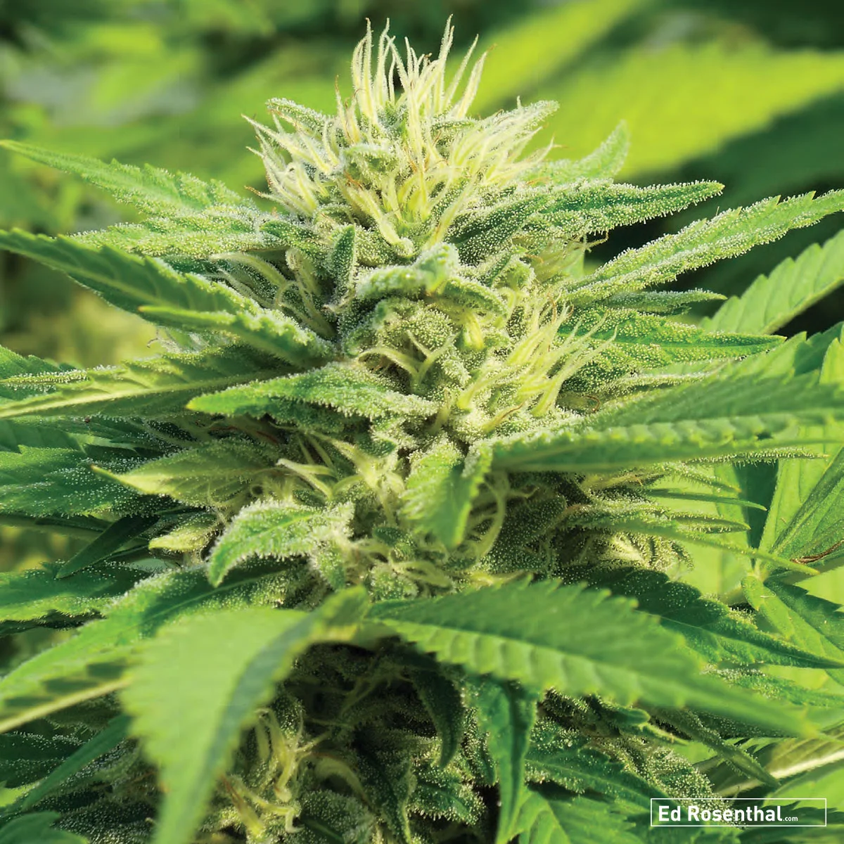 Treehouse Genetics - 90 I /10 S - Mellow, relaxing - Earthy, sour, blueberry.