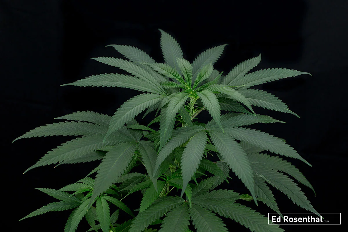 P.G13 - Haze Relic Seeds - Photo credit Dynasty Genetics