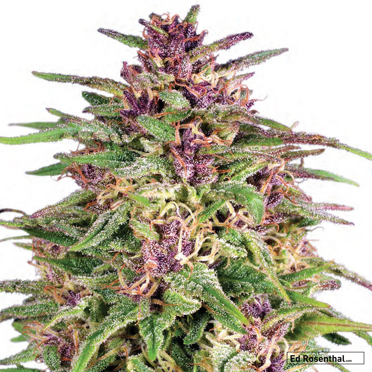 Dutch Passion - 50 I / 50 S - Balanced, cerebral, peaceful - Earthy, spicy, citrus.