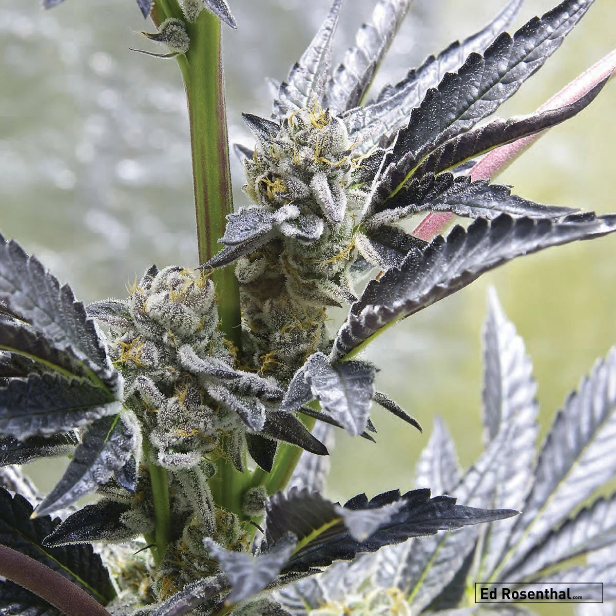 Greenthumb Seeds of Canada - 60 S / 40 I - OG Kush x Cherry Pie - Active, eyedroop, and physical Coffee, hash, fuel