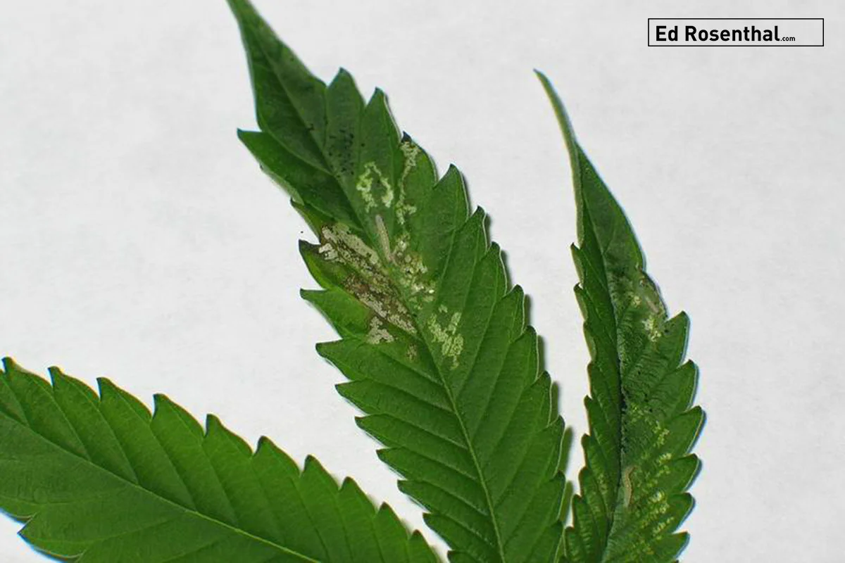Leaf-miner-ed-rosenthal.jpg