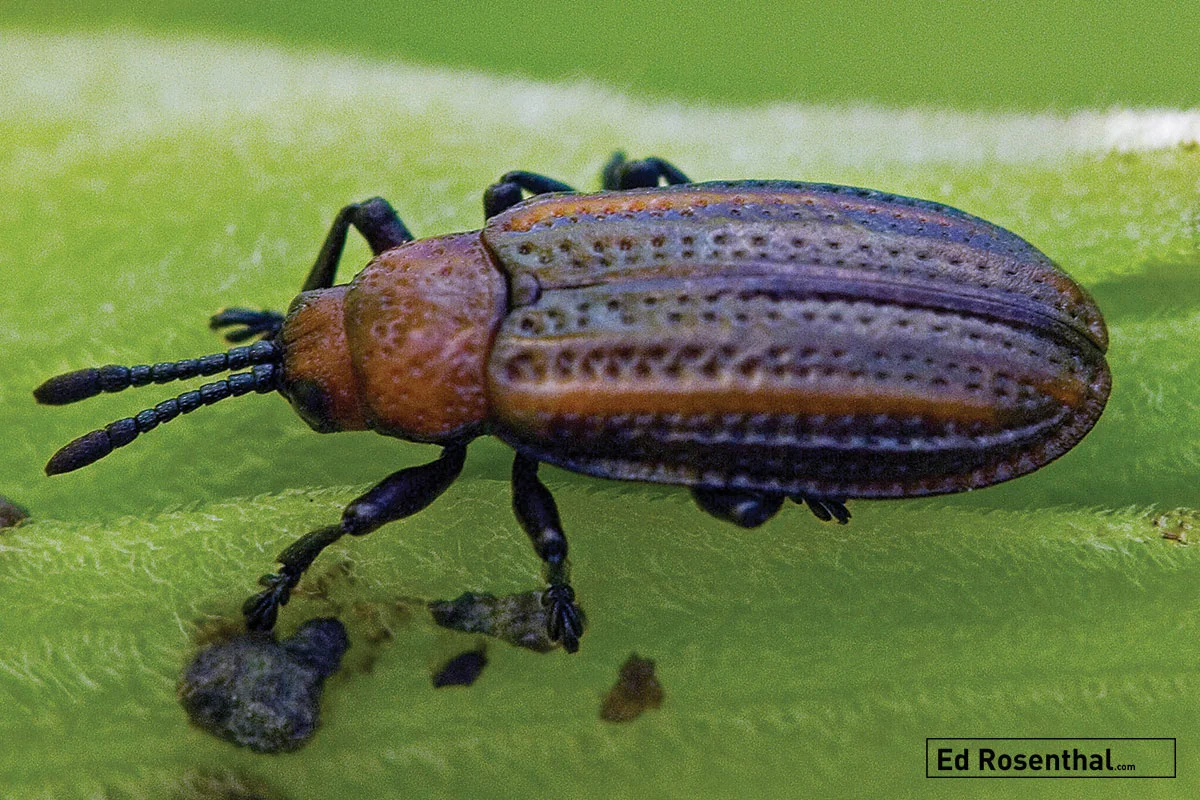 Beetle - Leaf Miner, Orange-shouldered Odontota Scapularis. Image by David Cappaert