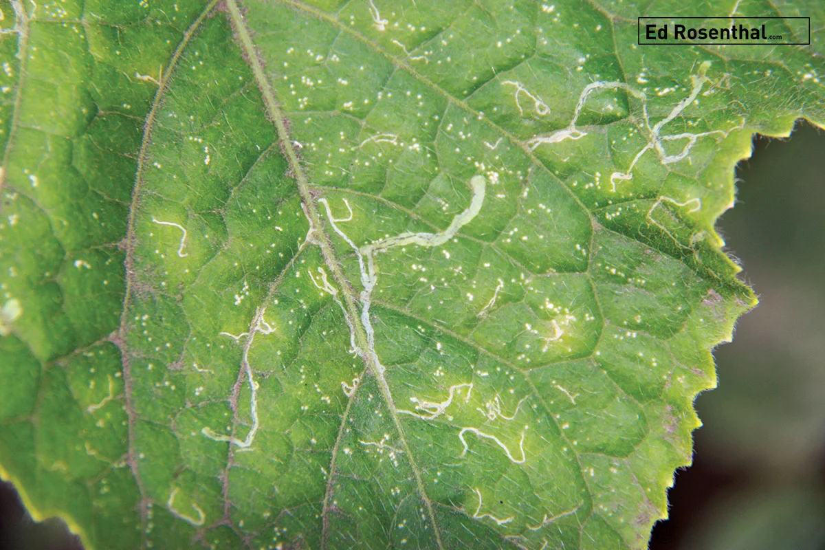 leaf-miner-trails_Ed-Rosenthal.jpg