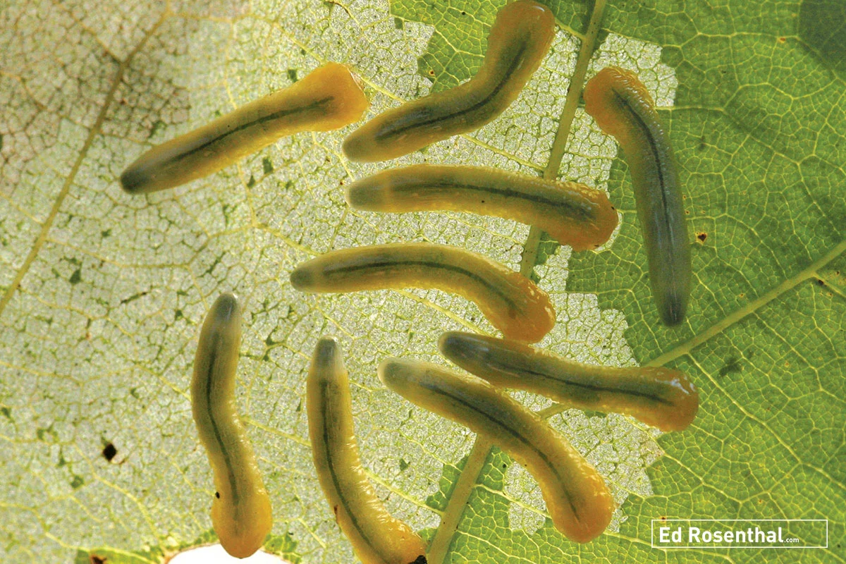 leaf-miners-david-image-by-cappaert-ed-rosenthal.jpg