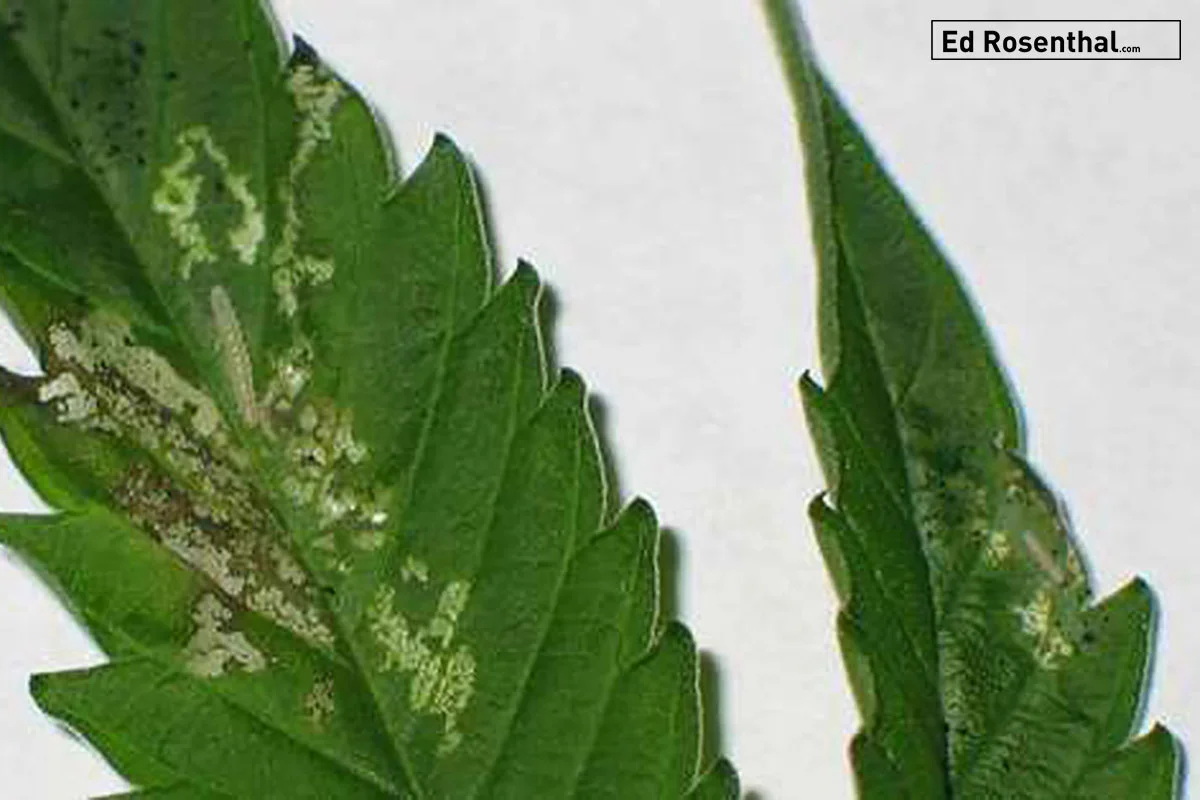 leaf-miners-close-up-ed-rosenthal.jpg