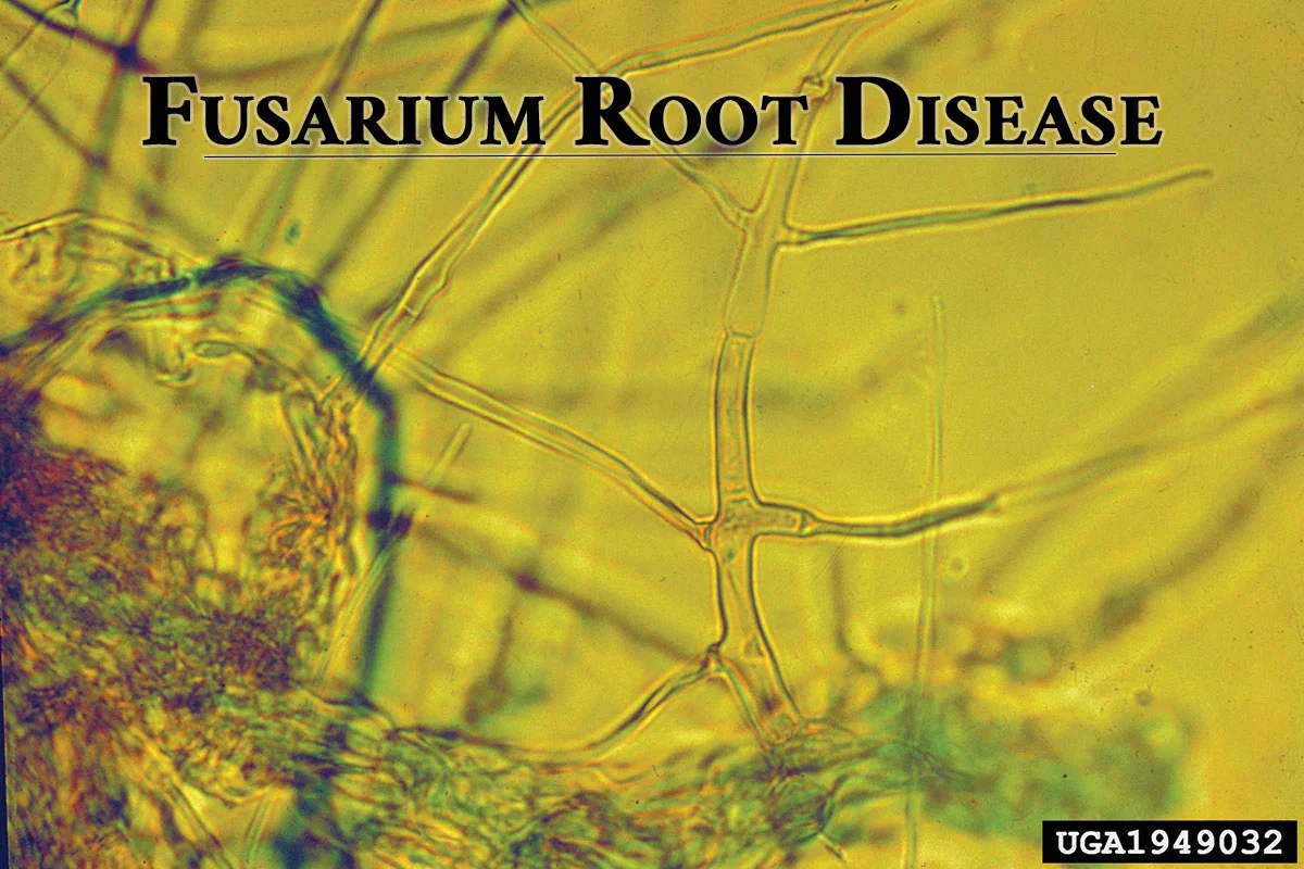 8 ways to prevent 'Fusarium' root disease