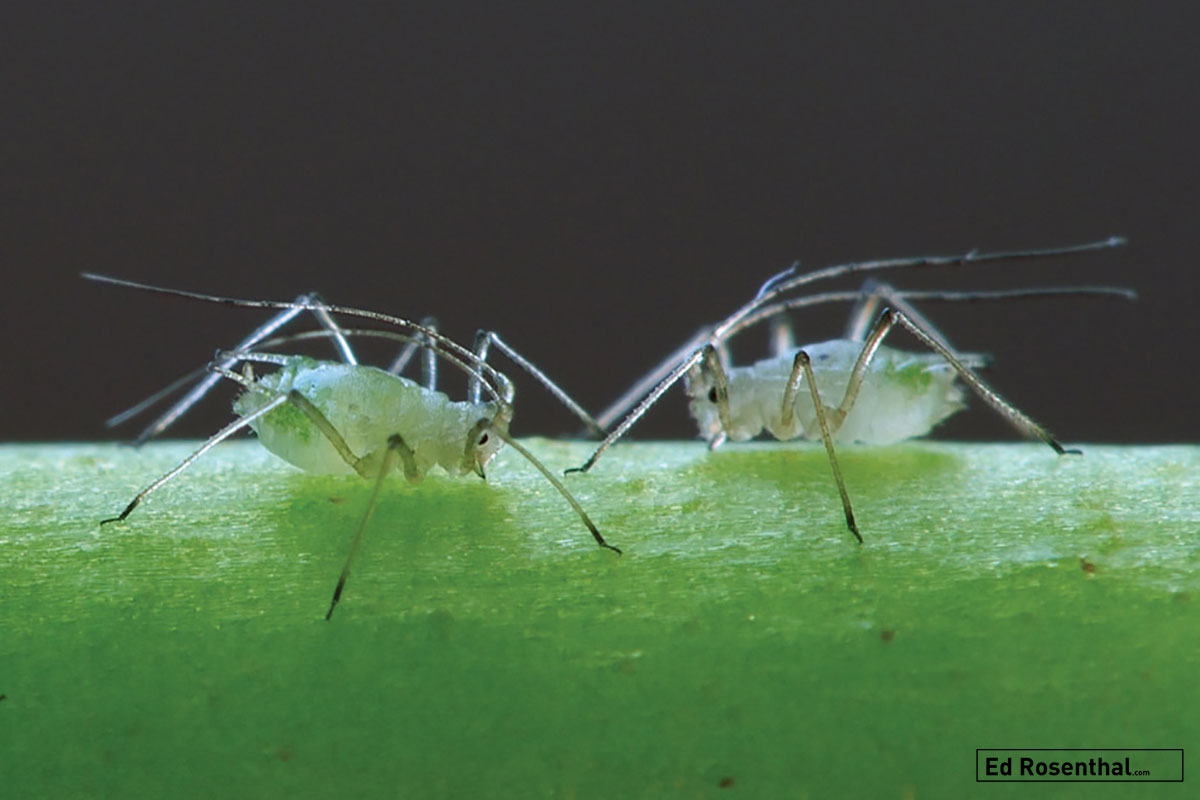 Aphididae Puceron "Aphid" - Photo by Luc Viatour