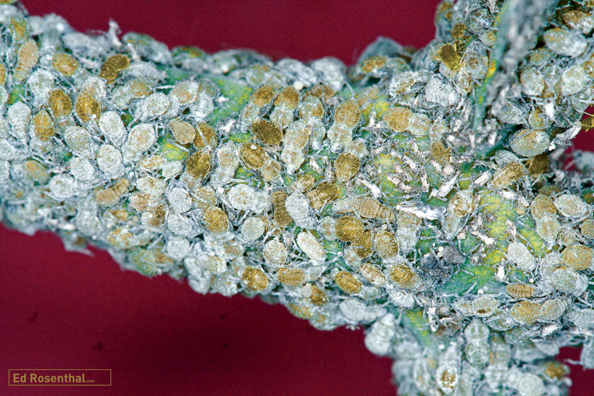 Aphids on a plant