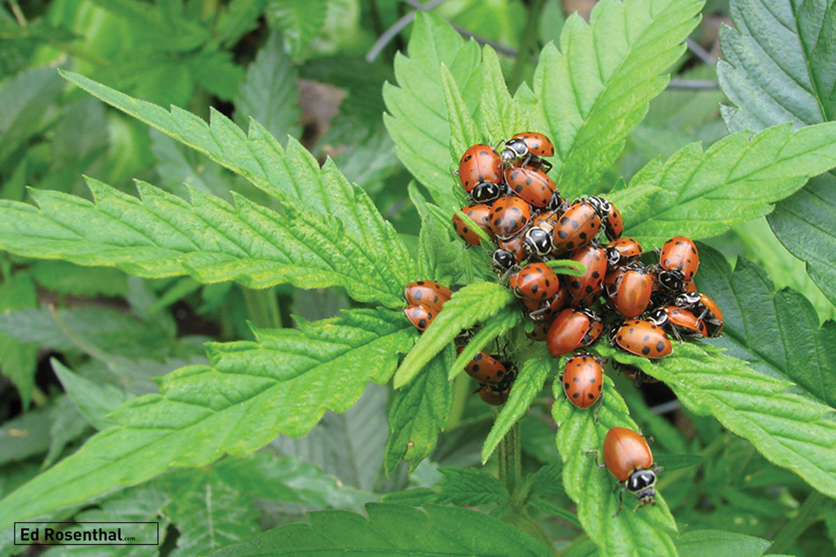 Outdoors, ladybugs are natural enemies of aphids - Photo by TCurtiss