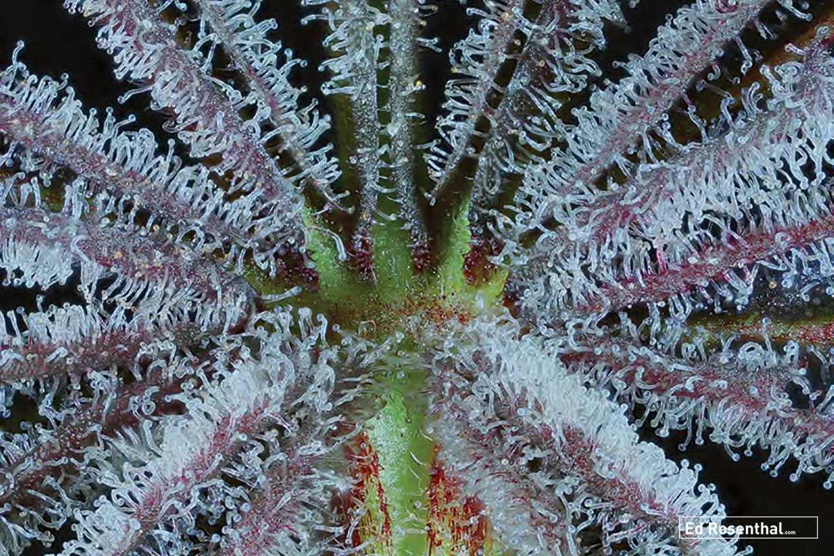 Interior to a Huckleberry Kush V3 fan leaf. Super frosty and loaded with terpenes. Photo by Professor P Dynasty Genetics .