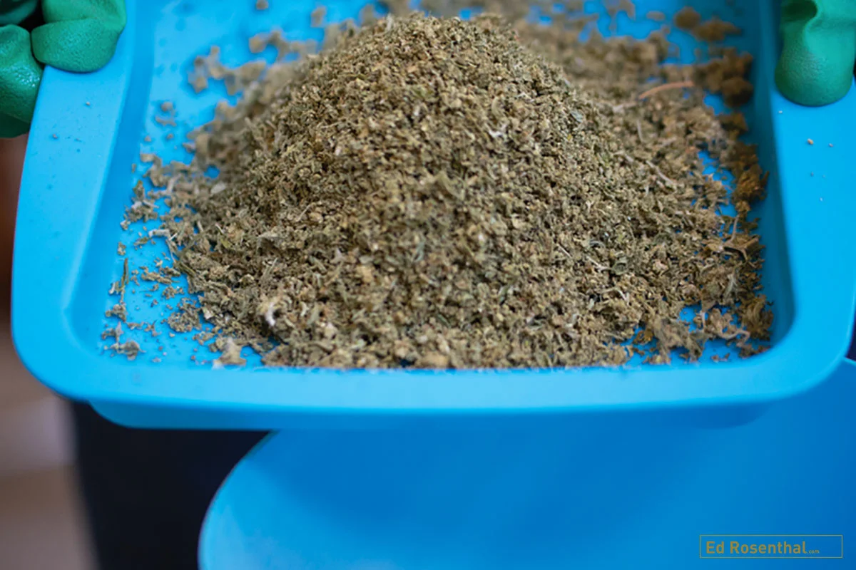 Kief color ranges from golden-white for the purest kief to a greenish gold. The greener it is, the more plant material it contains. Photo by Lizzy Fritz.