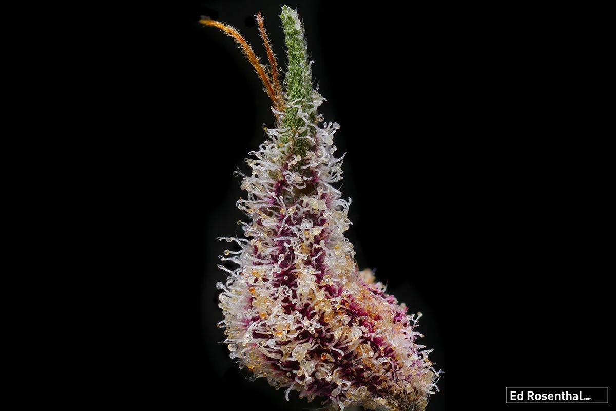 Huckelberry Kush by Relic Seeds