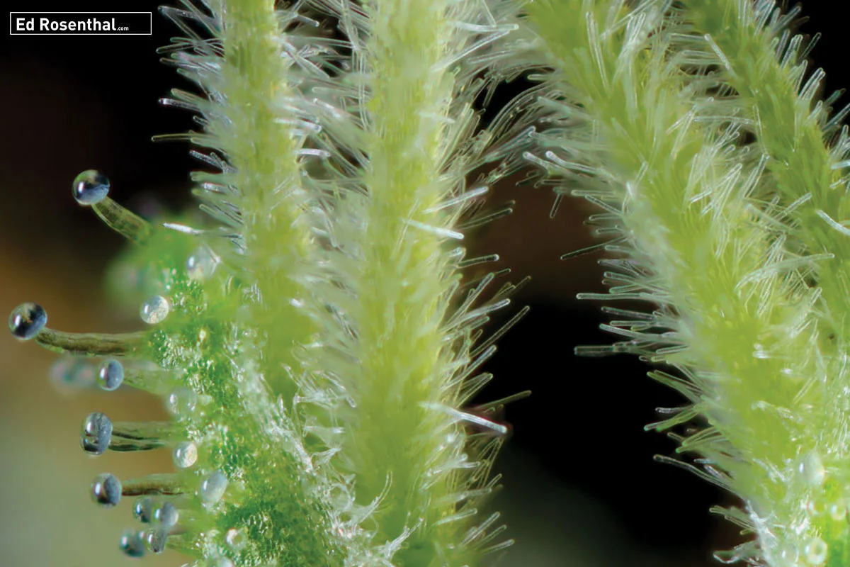Close up of stigmas on marijuana. Photo by Professor P of Dynasty Genetics