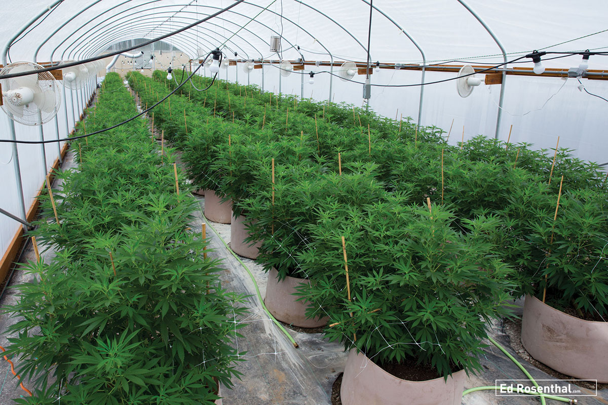 Starduster Greenhouse. Photo by Professor P at Dynasty Genetics.