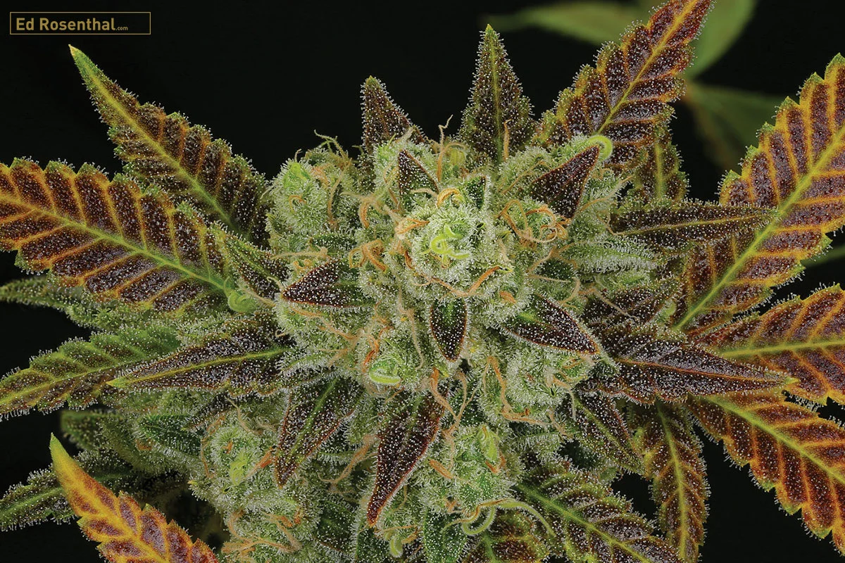 Starduster: Creative, clear thought provoking buzz followed by a euphoric full body sensation. Great strain for functional pain relief. Photo by Professor P at Dynasty Genetics.