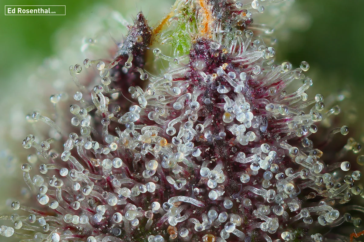 Cvc Calyx Purps. Photo by Professor P of Dynasty Genetics .