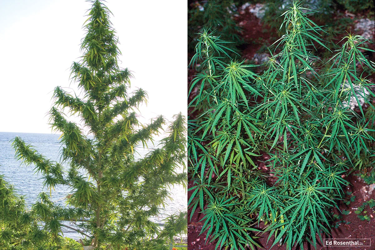 Sativa Hawaii & Jamaican Sativa