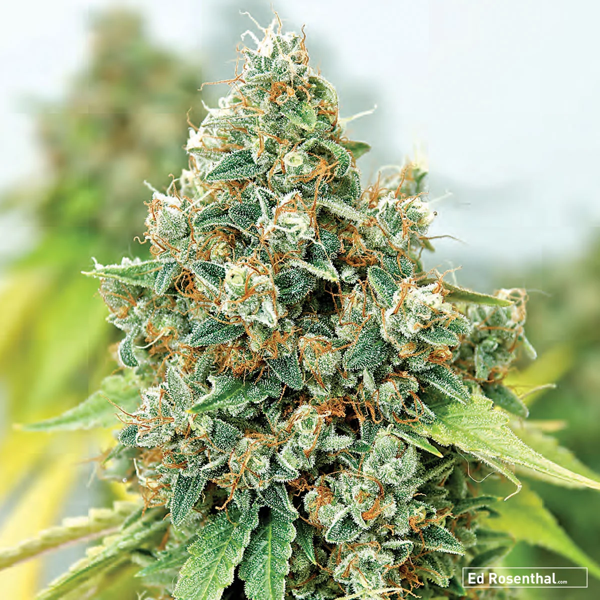 Greenthumb Seeds of Canada - 70 S / 30 I - Uplifting, heady, happy - Hashy