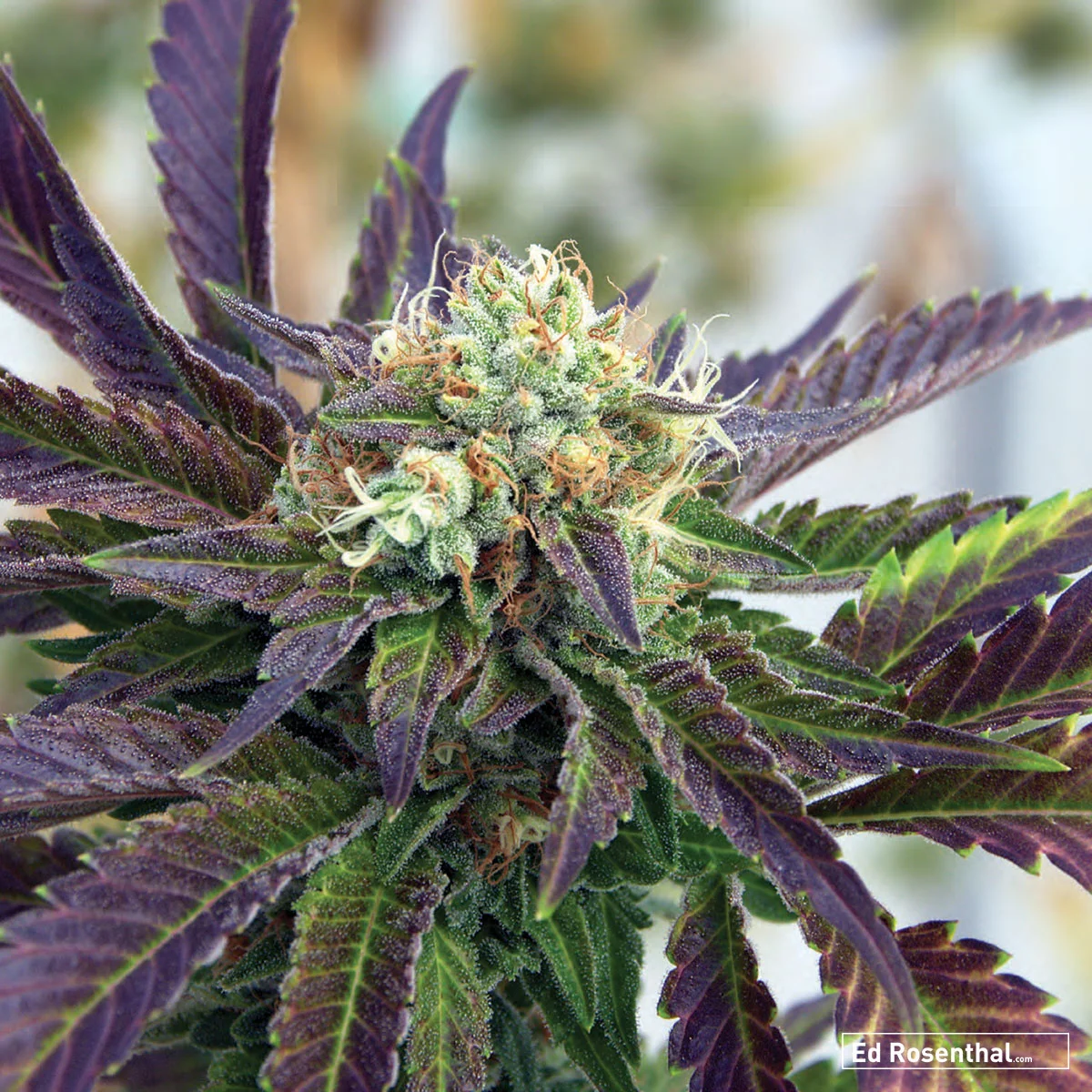 NorStar Genetics - 70 S / 30 I - Alert, euphoric, trippy, sensual - Sharp, piney, cheese