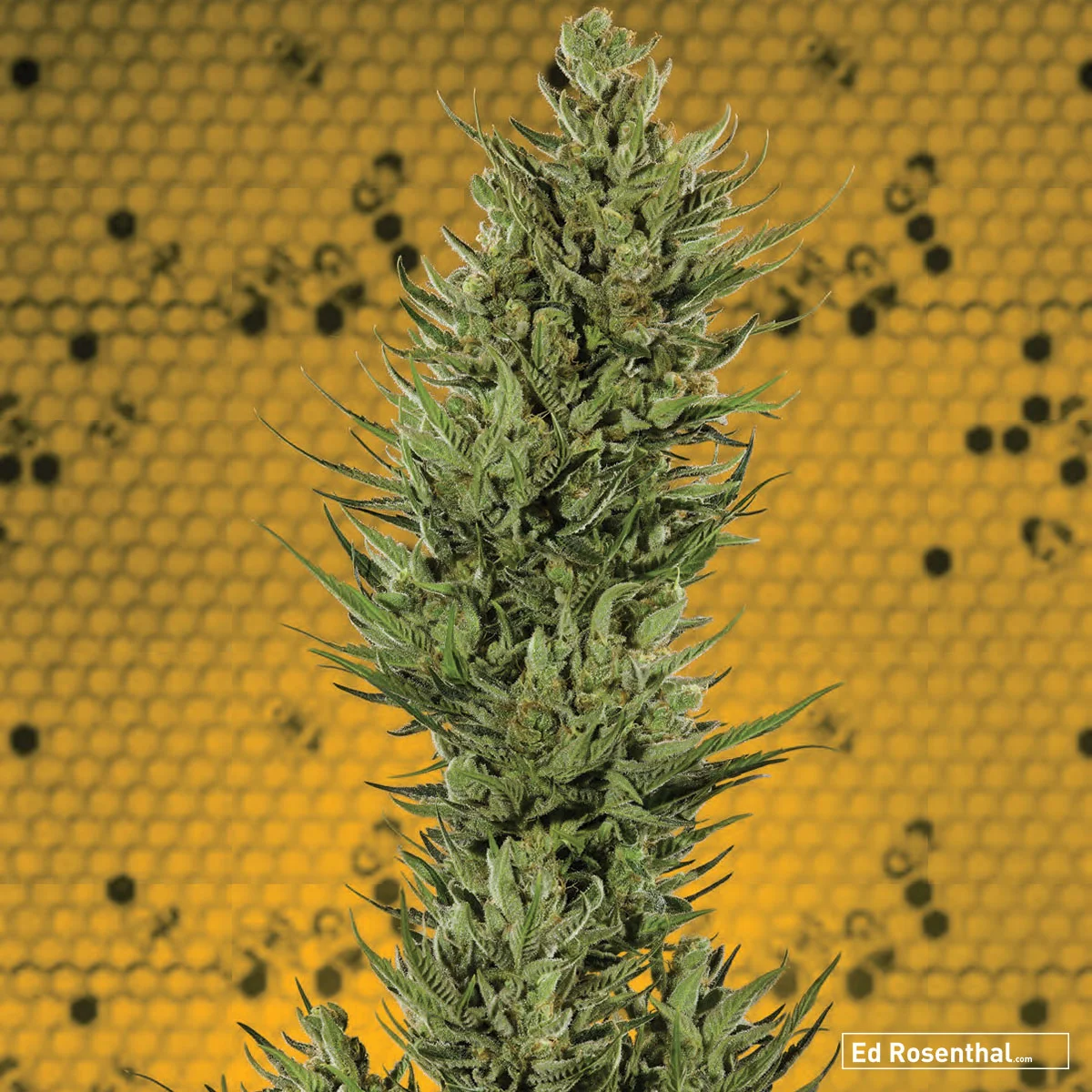 Crockett Family Farms - 70 S / 30 I - Up, active, blissful - Citrus, tangerine