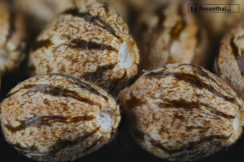 16 Terrible errors You Are Actually Making With Cool Buy Marijuana Seeds Online