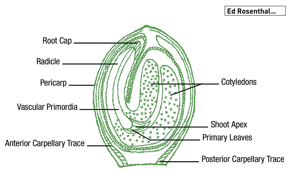 Cannabis Seed Diagram