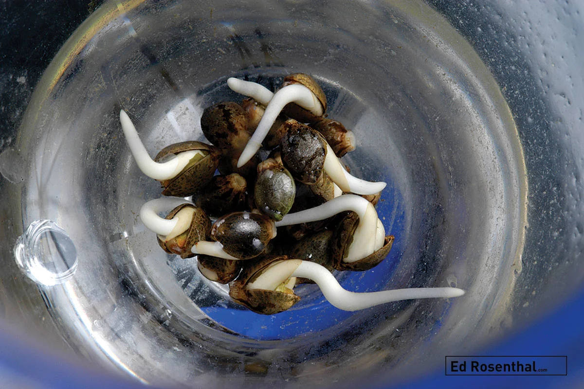 Marijuana seeds sprouting