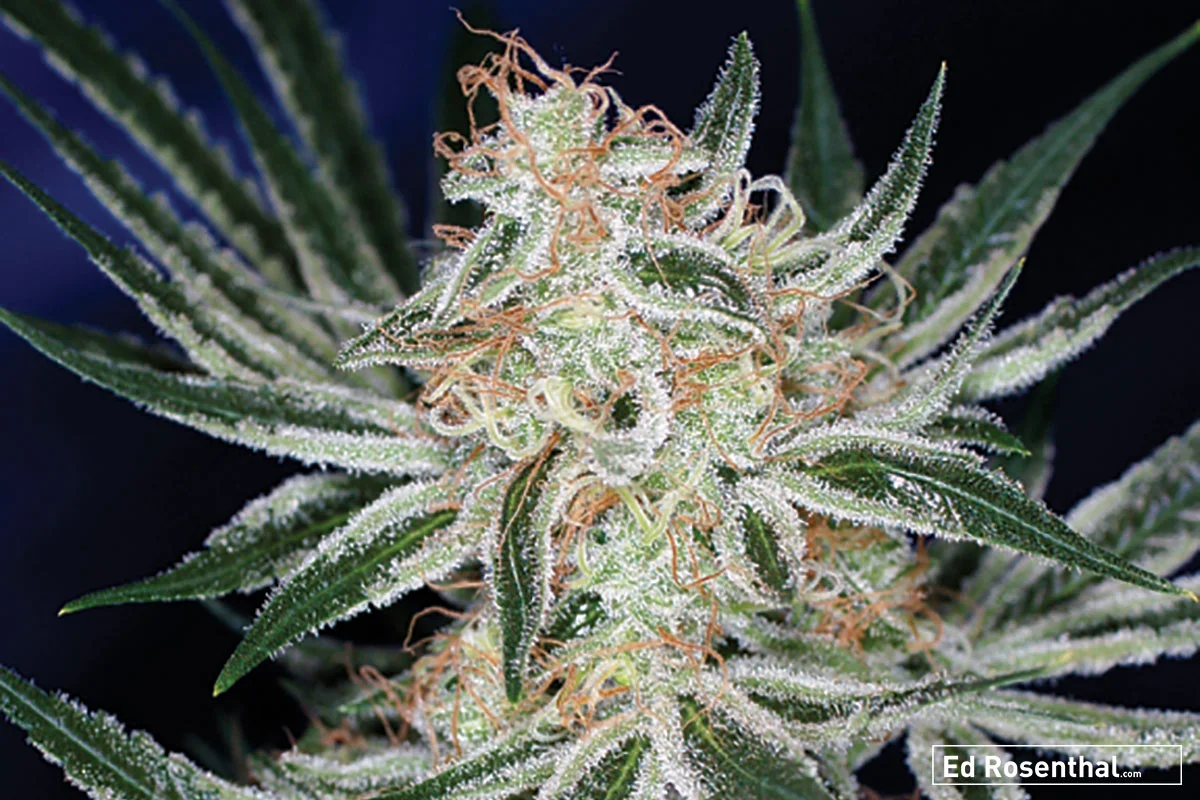 Jack the Ripper: Jacks Cleaner X Space Queen - THCV and Potency by TGA Seeds