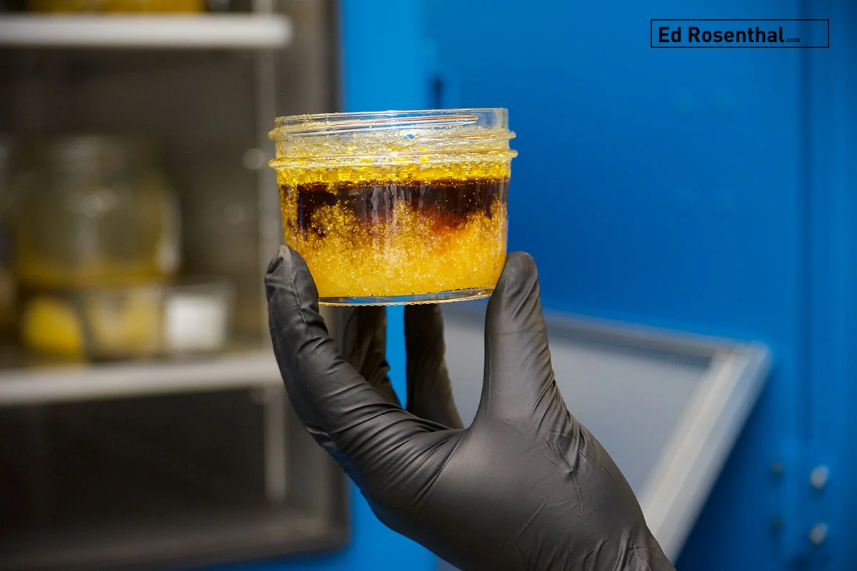 Live Nectar at Harmony Extracts