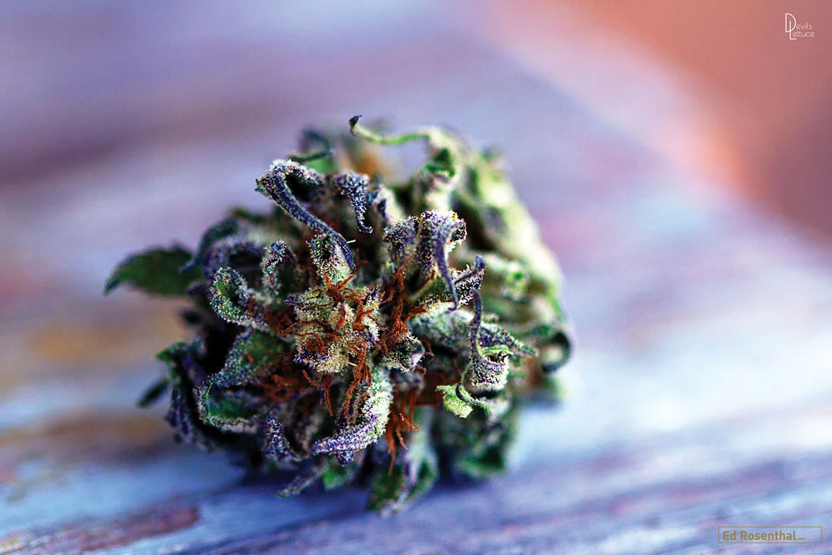 BlackDogKush by DevilslettucePH