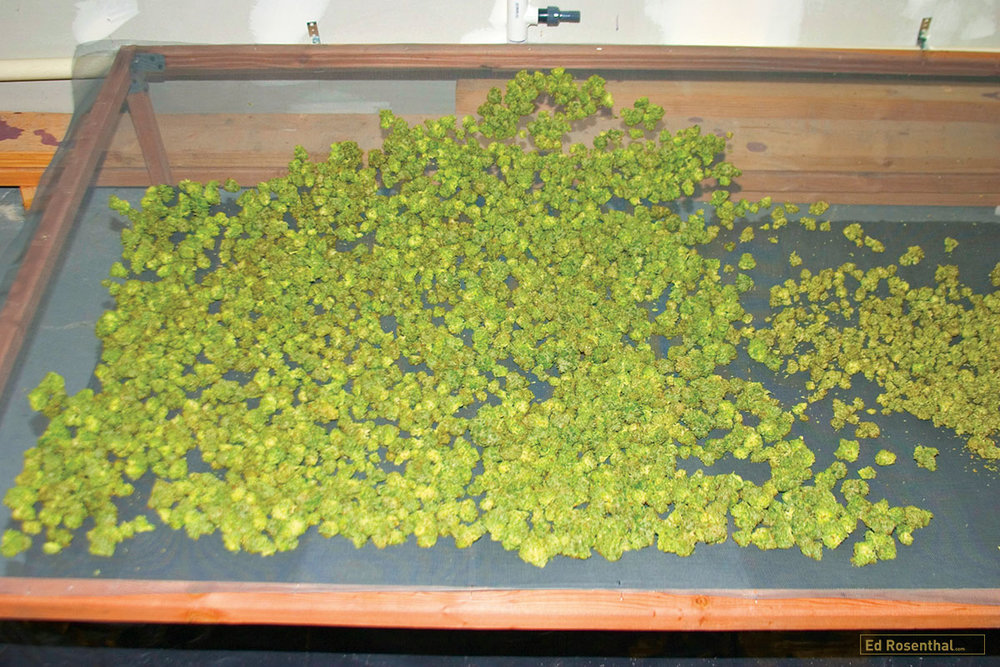 Buds drying on screens saves space and allows air to circulate freely.