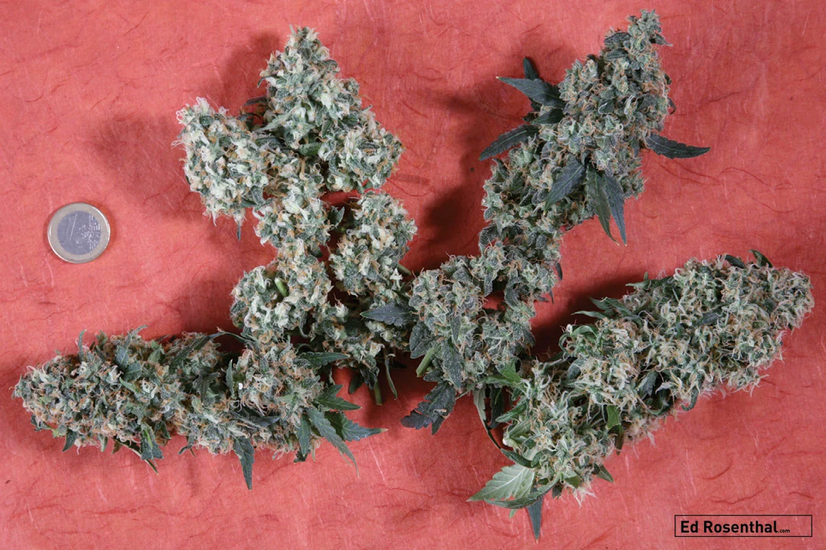 Ed Rosenthal Super Bud
