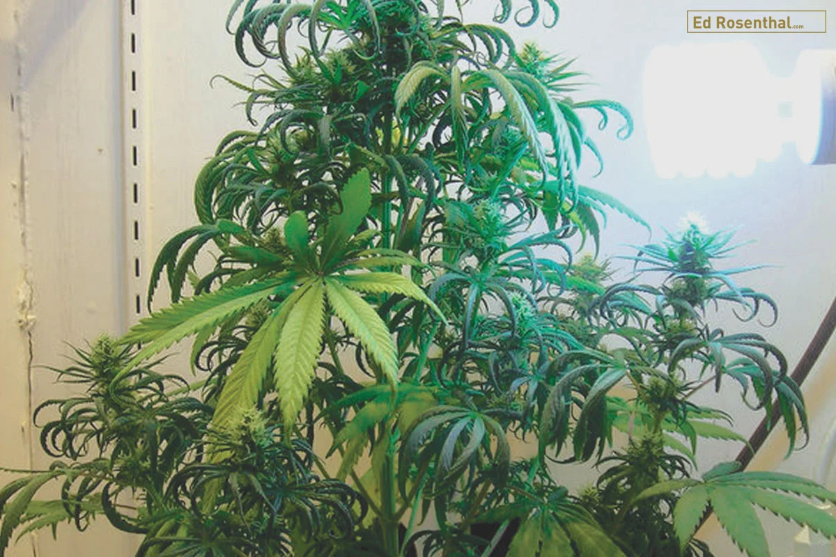 Nitrogen toxicity in late flowering. Photo: BillyBob