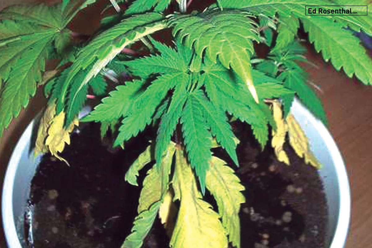Nitrogen Deficiency in veg. Photo: M&M