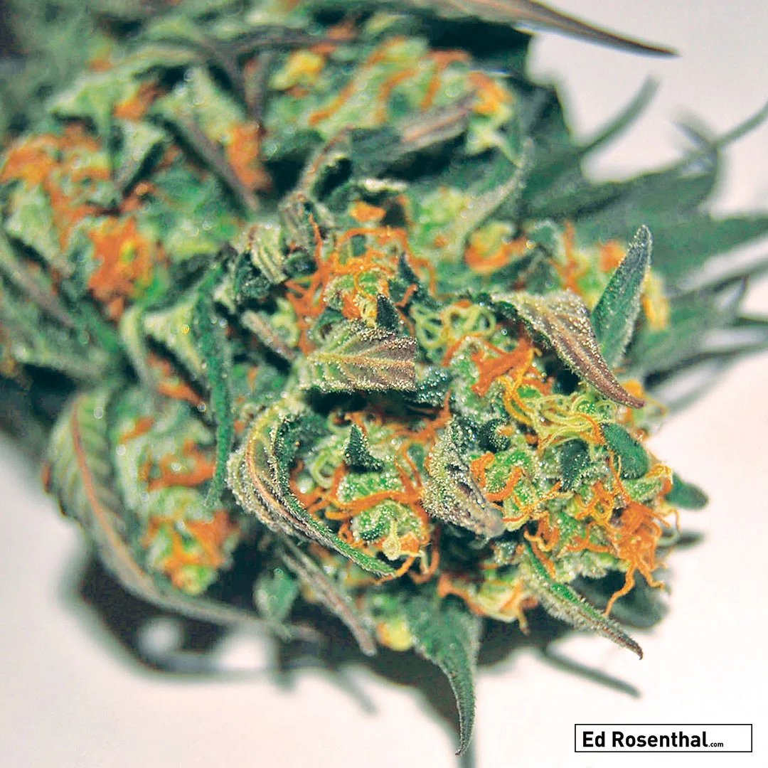 CH9 Flower