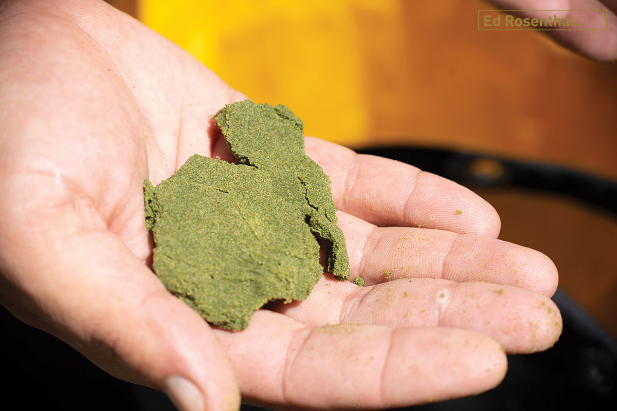 First pass - hand pressed water hash: With multiple passes hand pressed water hash turns from green to tan in color. Photo by Lizzy Fritz .