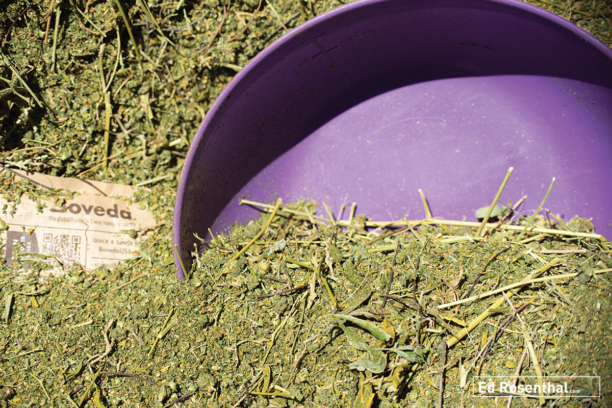 Leaf, trim, and stems, the starting material for hash. Photos: Lizzy Fritz .
