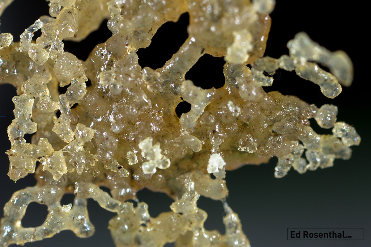 Water hash magnified. Photo: Marcus Bubbleman
