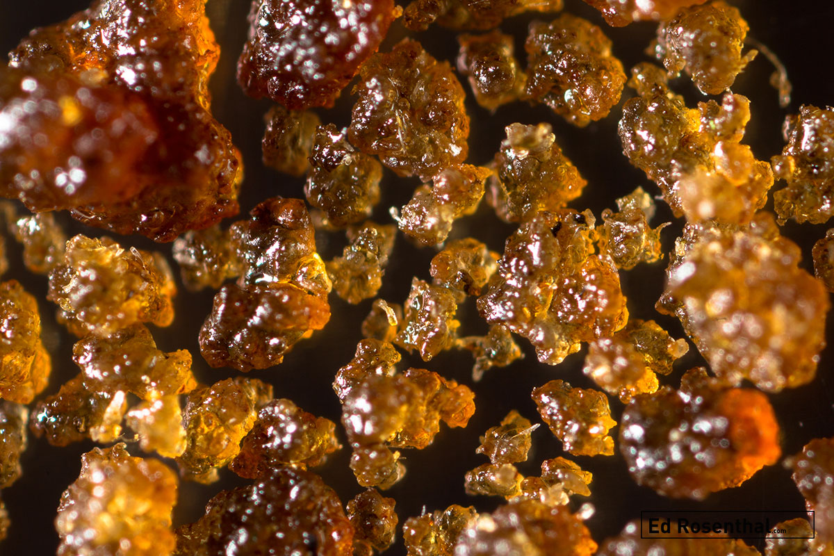 Water hash magnified. Photo: Marcus Bubbleman