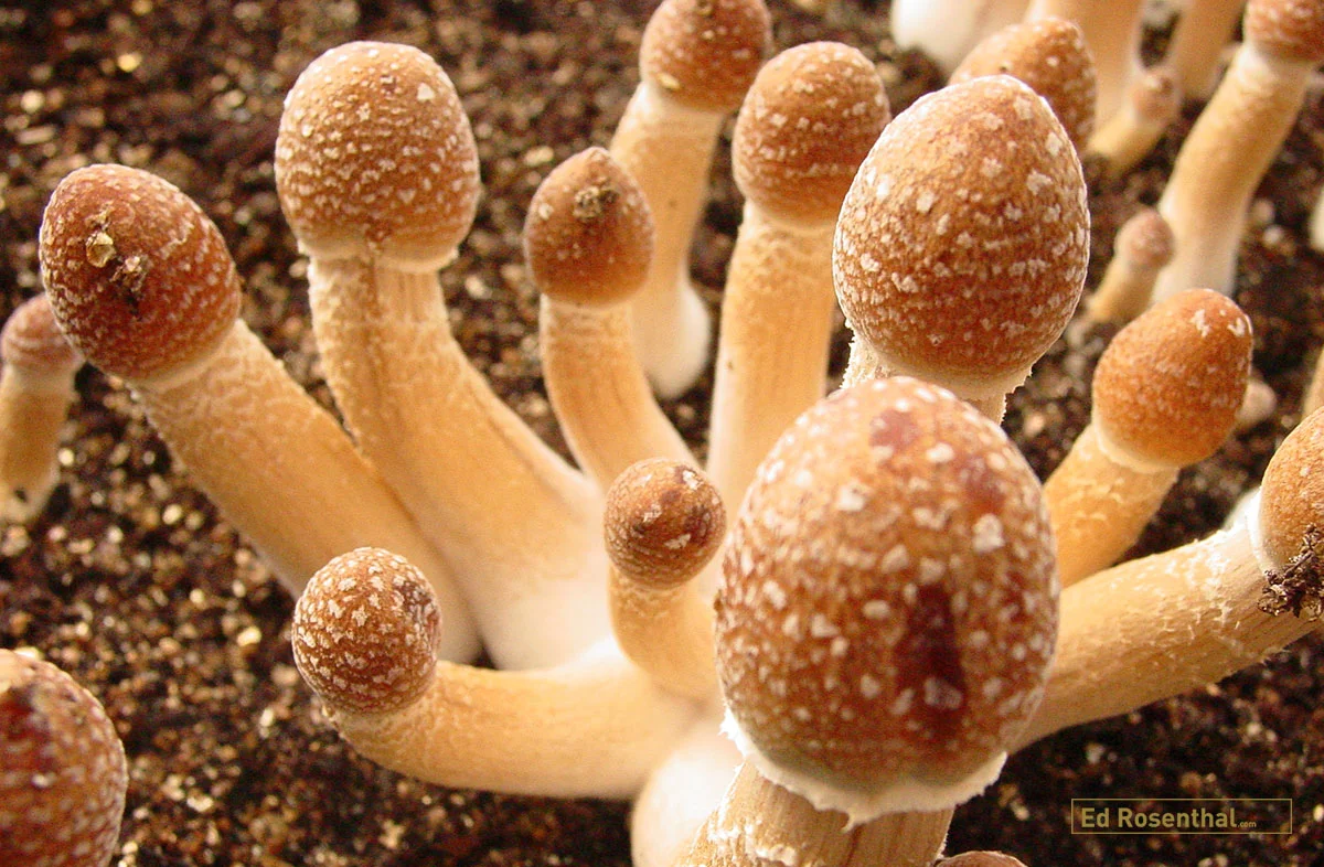 Psilocybin mushrooms.