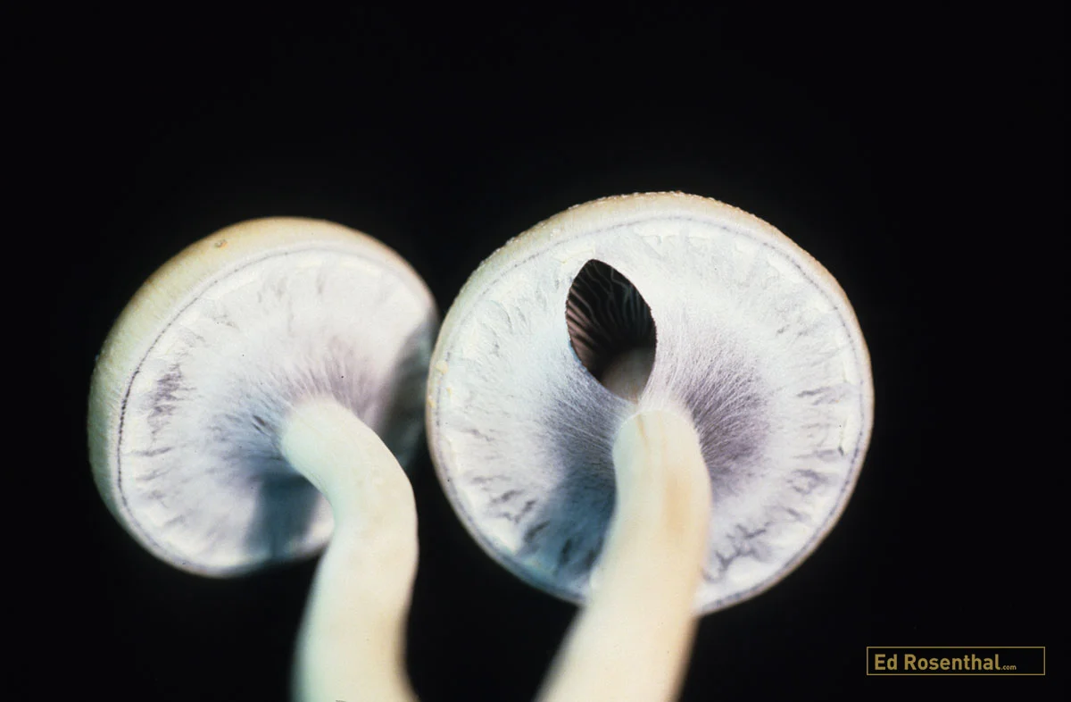 Psilocybin mushrooms.