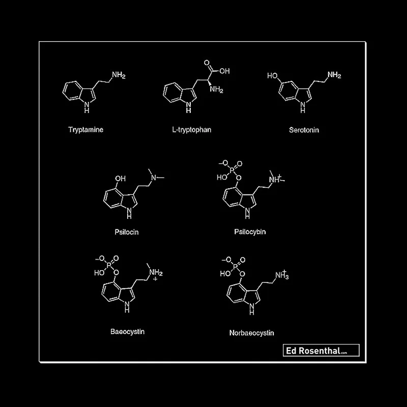 Mushroom chemical composition.