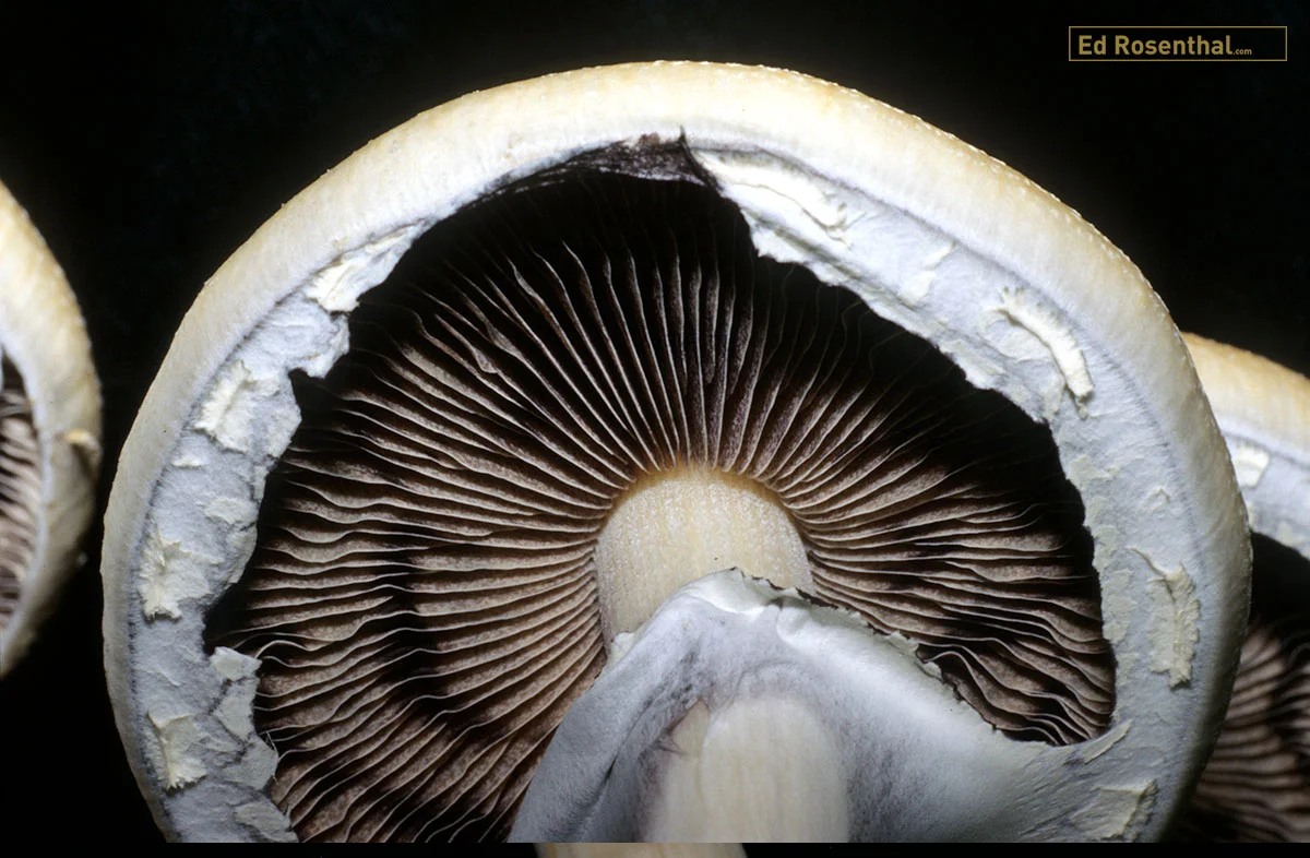 Psilocybin mushrooms.
