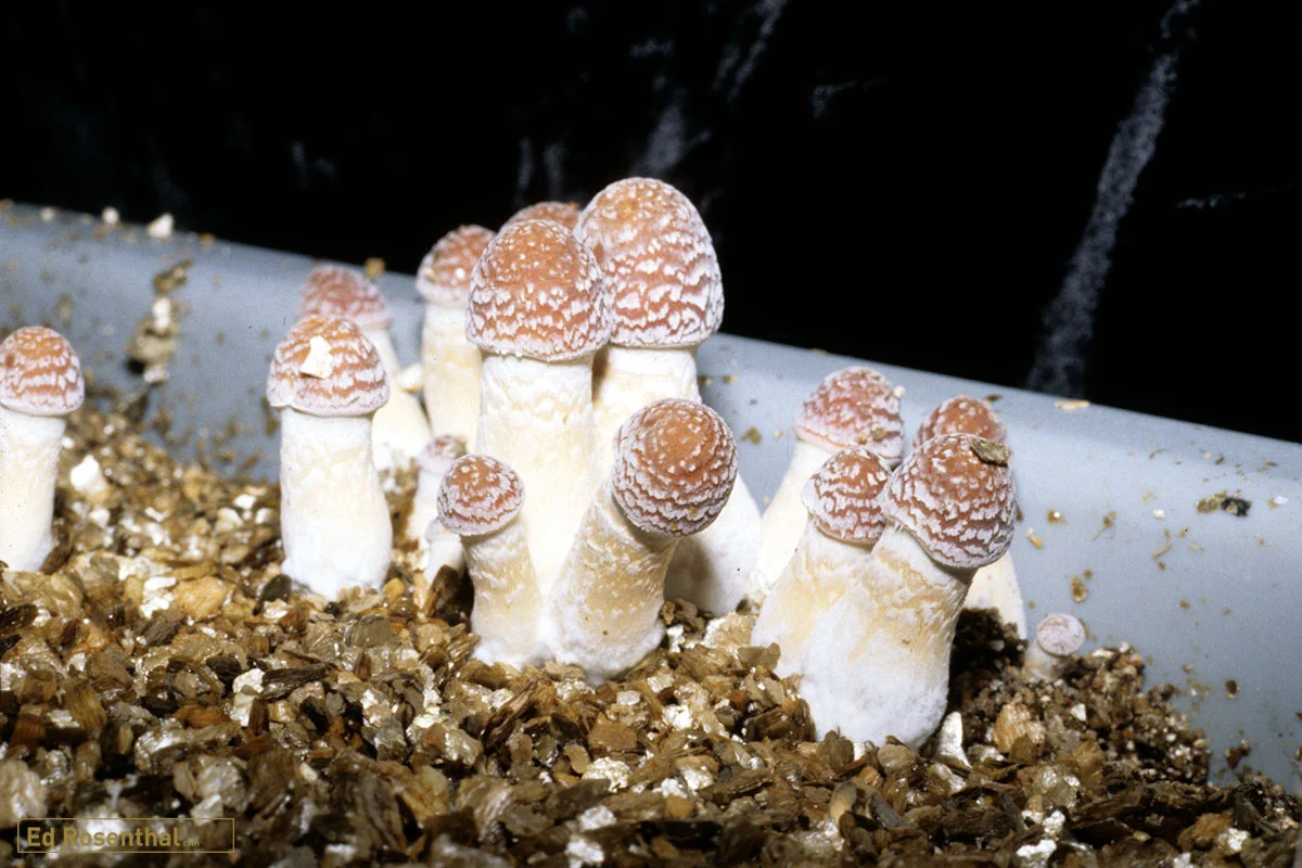 Psilocybin mushrooms.